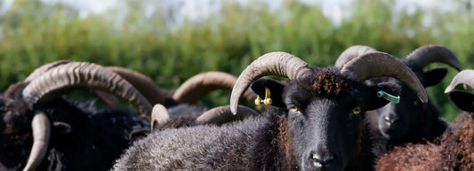 Lambs, Tour and Topping up