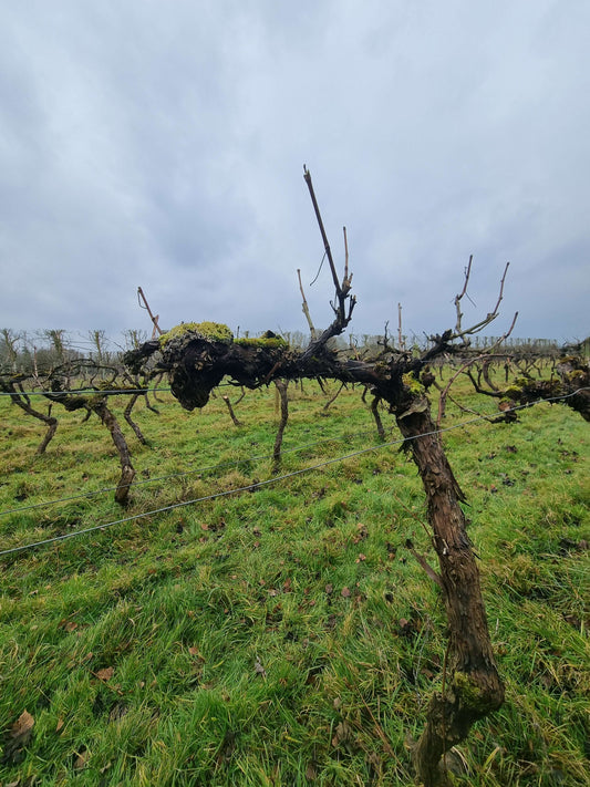 Preparing the Vines for a Great Season Ahead