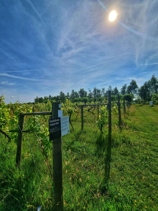 June 2025 : Sunshine, Vines & Award-Winning Wines