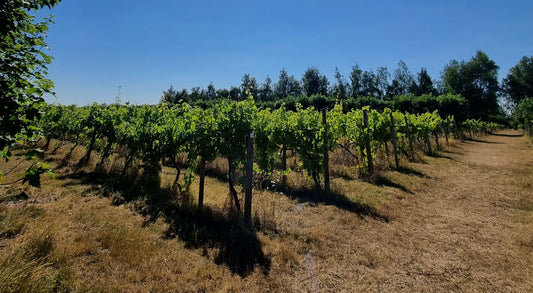 Veraison and Vintage