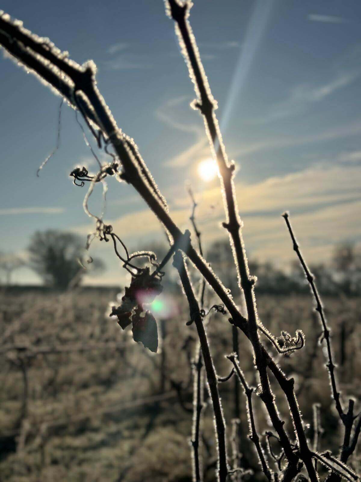 January in the Vineyard: Getting Ready for Spring – Giffords Hall Vineyard