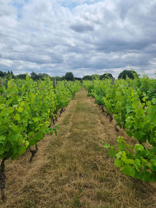 July 2025 : Managing Vines, Weeds, and the Developing Crop