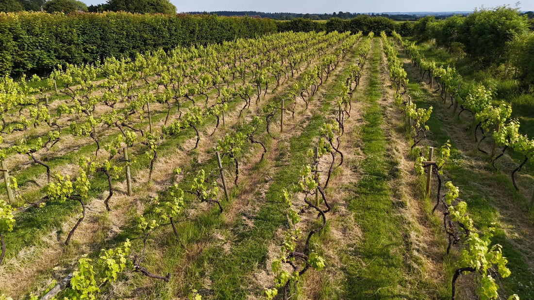 Beyond the Vines