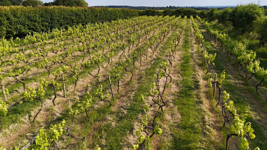 Beyond the Vines
