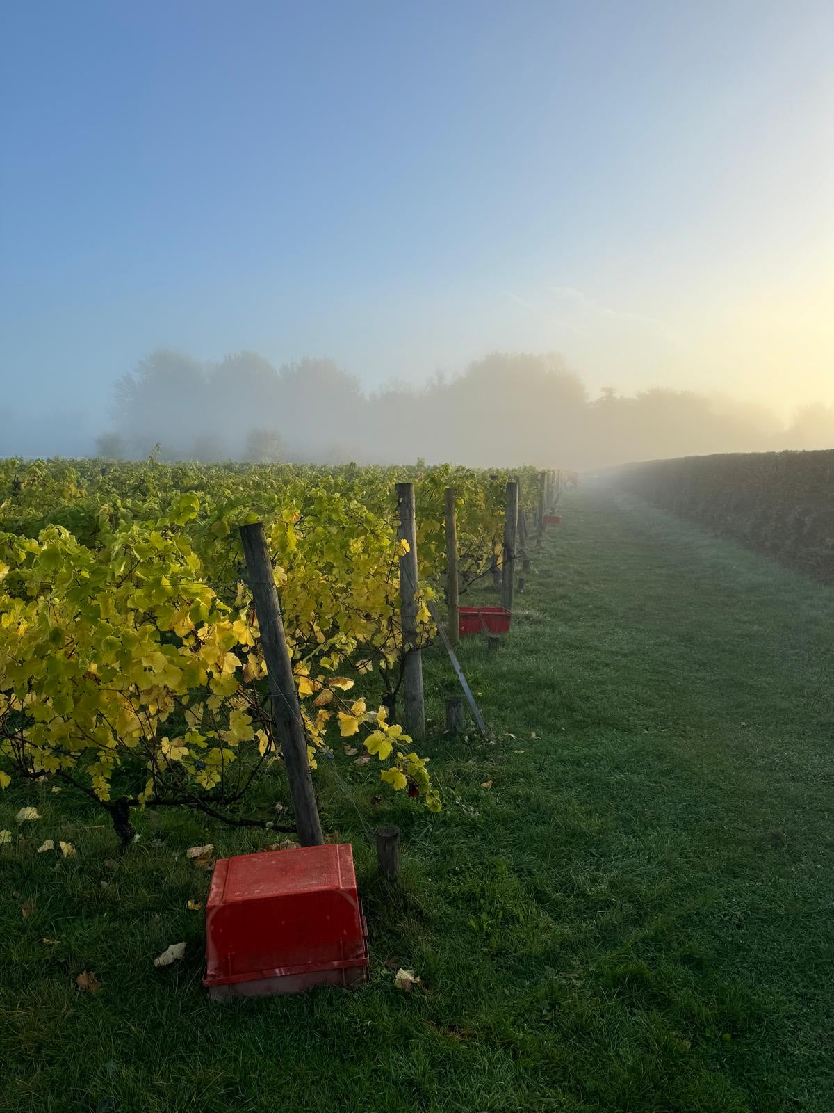 The Vineyard at Dawn