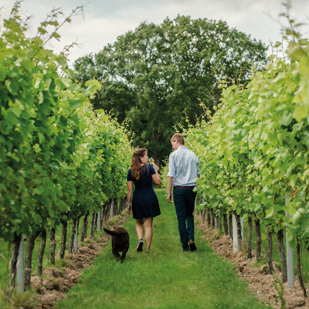 Private Vineyard Tours at Giffords Hall