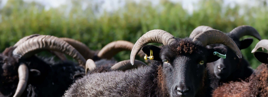 Lambs, Tour and Topping up