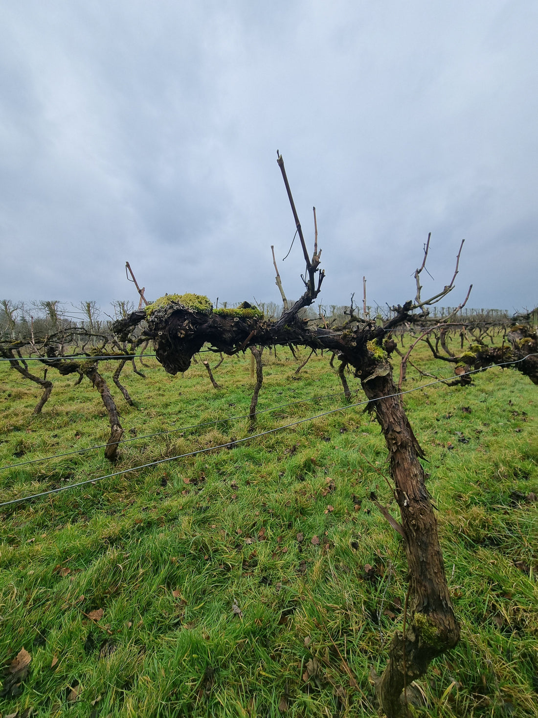 February 2025 - Pruning Begins: Preparing the Vines for a Great Season Ahead