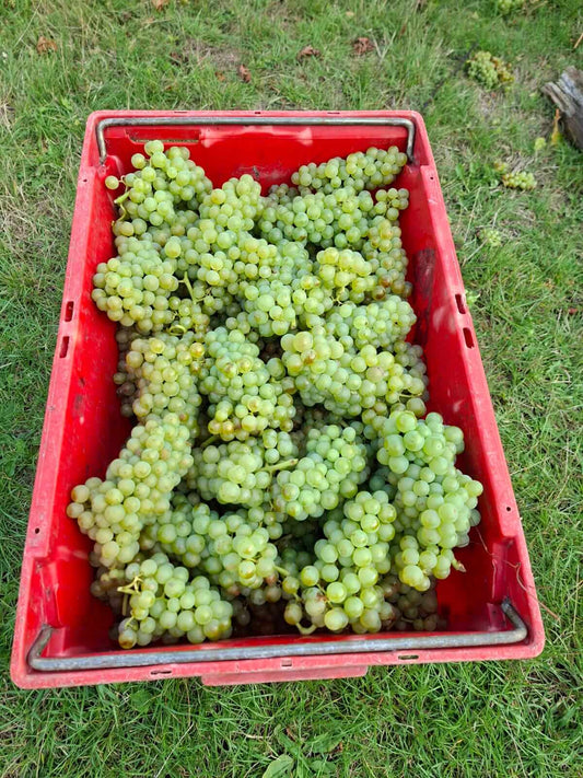Harvest 2025: Sunshine, Showers & Secateurs