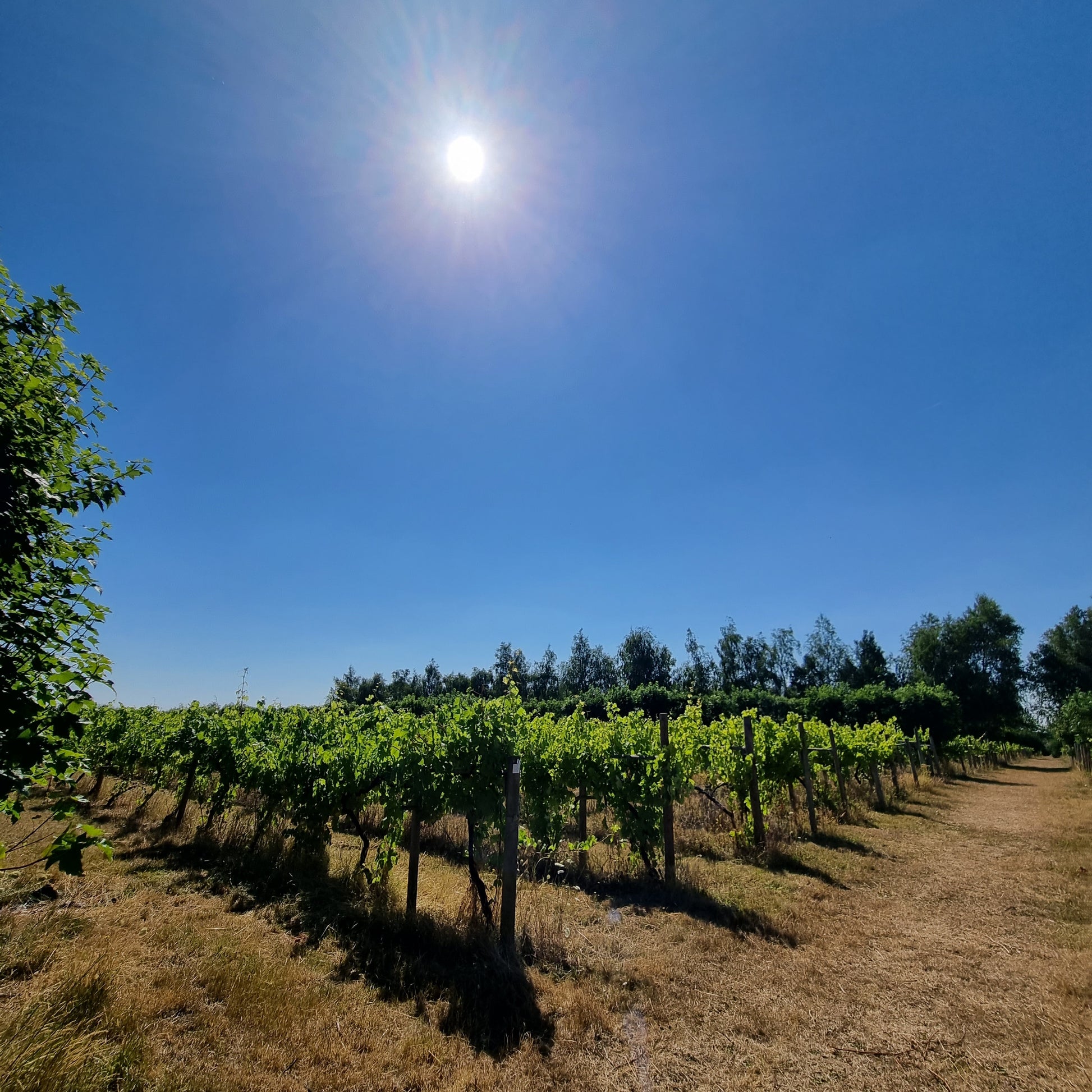 Cellar Door Friday Giffords Hall Vineyard
